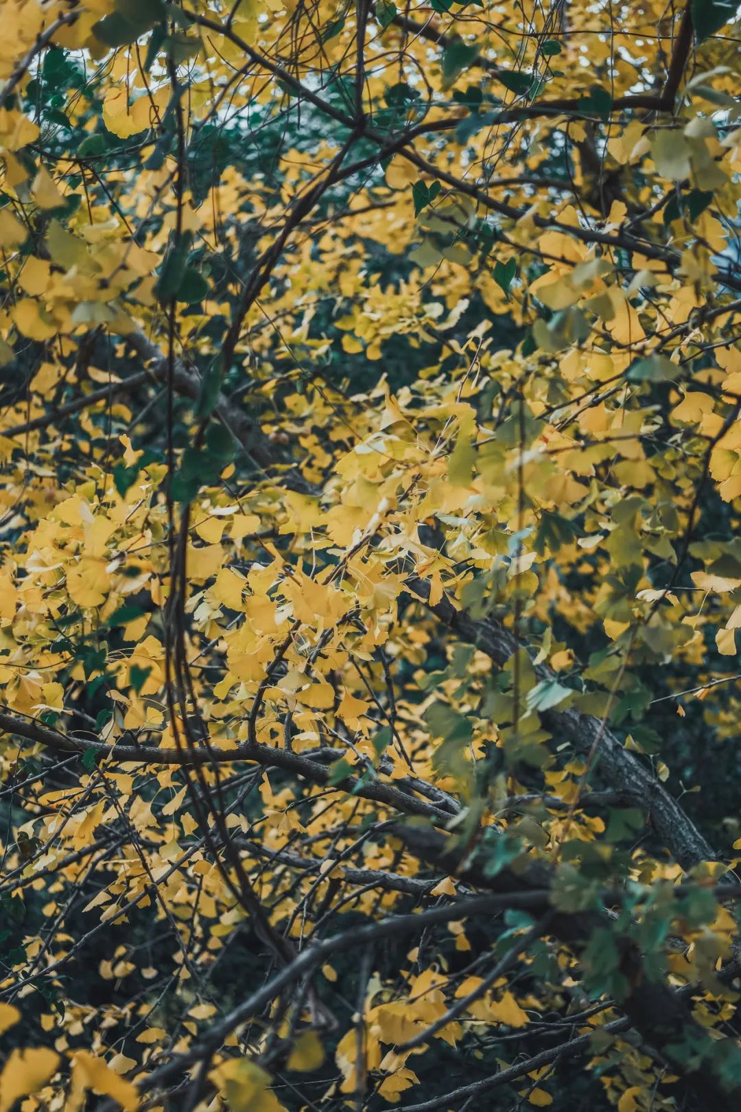 BEN_5233.jpg 图片